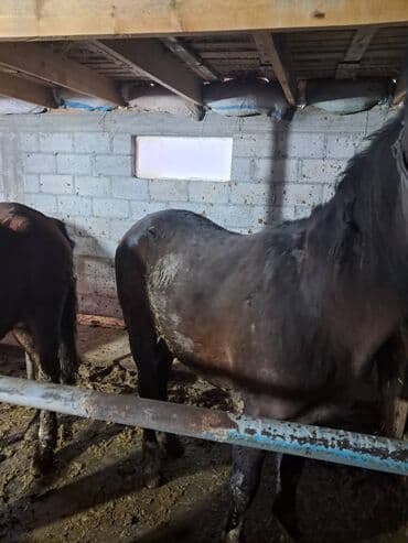 Продаю | Жеребец | Для разведения