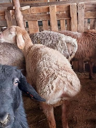 тай цена: Продаю | Овца (самка) | Для разведения | Матка — 4