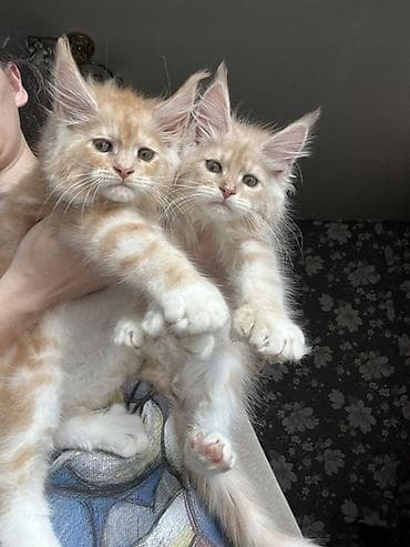 куплю хомяка с клеткой: Эксклюзивная мощные котята Мейн Куны полидакты с полным пакетом — 8