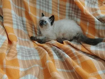 Животные: Тайская, 2 месяца, Девочка, Серый, Приучена к лотку — 2