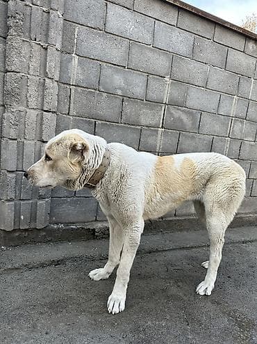 Порода: Алабай. Окрас светлый (кремово-белый) с рыжеватыми пятнами