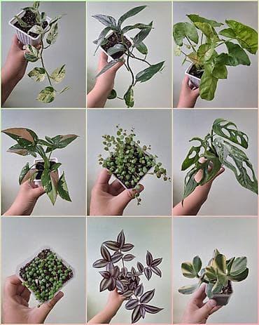 арбузов: 🌿 Комнатные цветы (укоренённые черенки/молодые растения/взрослые — 1