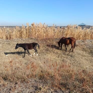 отдам даром охотничью собаку: Продаю | Кобыла (самка) | Рабочий — 6