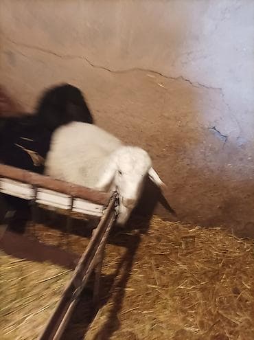 уй сатып алам бишкек: Сатам | Козу | Көбөйтүү үчүн — 7