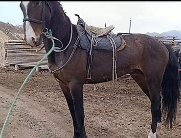 котята простые: Продаю | Конь (самец) | Для разведения | Мерин — 3