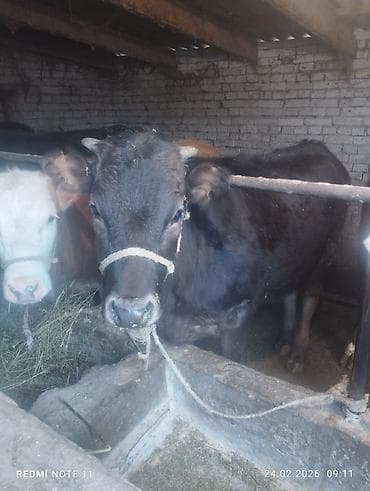 Аквариумдар: Сатам | Кунаажын | Симментал | Бордоп семиртүү үчүн | Байланган — 2