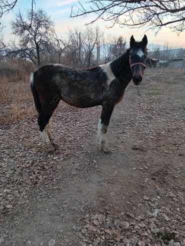 корм для домашних животных: Продаю | Кобыла (самка) | Рабочий — 1