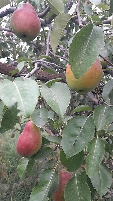 бочка баня цена: 🍐 ПРОДАЁТСЯ ГРУША СОРТА «ТАЛГАРКА» — 5 ГЕКТАРОВ! 🍐 Свежая — 1