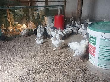 Продаю | Цыплята | Бройлерная | На забой at lalafo.kg Продаю | Цыплята | Бройлерная | На забой