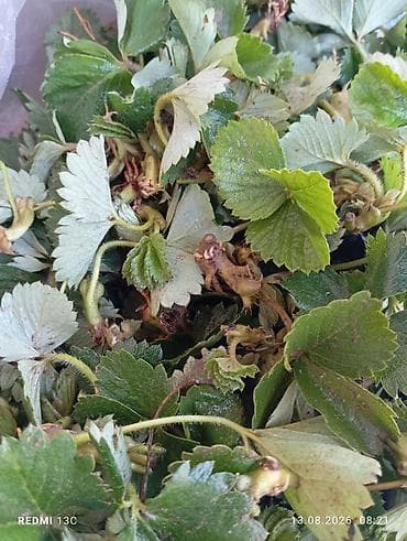 Азия клубника усики по 3 сом - Молодые розетки на усах, с видимыми