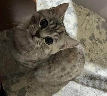 все для кошек: Скотиш Страйт (Шотландская прямоухая), 8 месяцев, Девочка, Приучена к лотку — 5