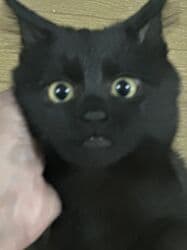 купить кошку в бишкеке: Коты и кошки возраст 5-6 месяцев . Стерилизованы привиты обработаны от — 10