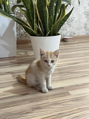 мышык арзан: Рыжий котёнок с белыми отметинами - Окрас: кремово-рыжий с белыми — 2