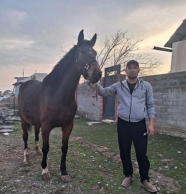 продаю овца: Продаю | Кобыла (самка) | Английская | Для разведения, Конный спорт | Племенные, Мерин — 1