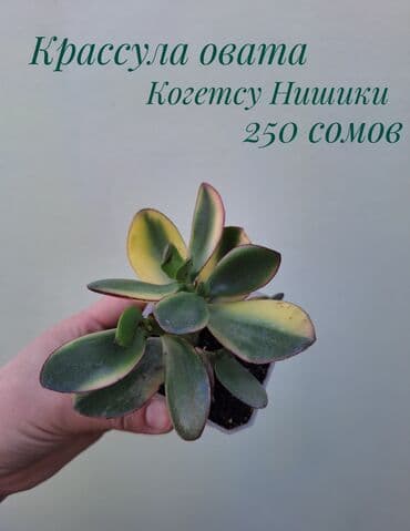 зеленое постельное белье: ● Комнатные растения (укоренённые черенки, молодые растения, взрослые — 34