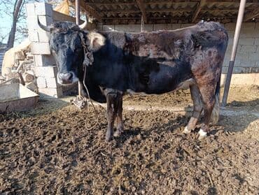 продаю дойную корову: Продаю | Корова (самка) | Для разведения | Привязанные — 8