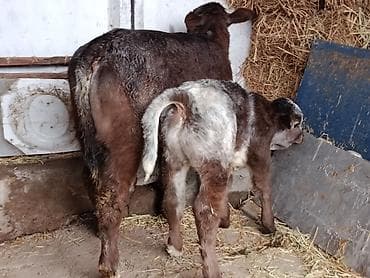 ангус уй: Продаю | Бык (самец), Тёлка, Музоо, торпок | Бельгийская — 9