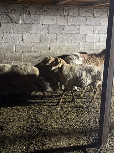 ит итер ош: Продаю | Овца (самка) | Для разведения | Матка — 1