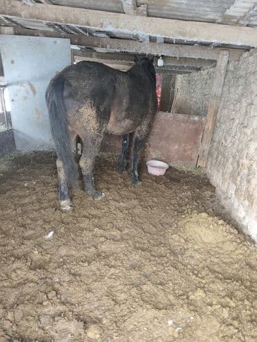 Лошади, кони: Продаю | Конь (самец) | Рабочий | Мерин — 1