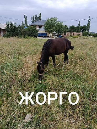 лошадь кони: Продаю | Жеребенок | Рабочий — 1