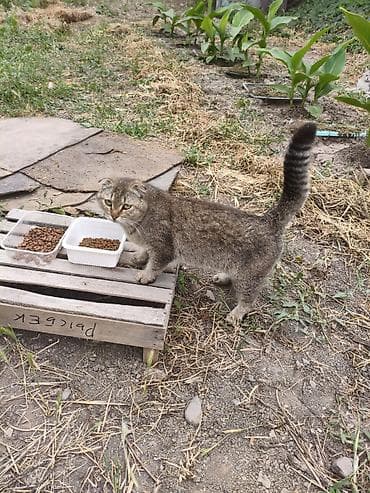 вин кот: 1 год, Мальчик, Приучена к лотку — 1