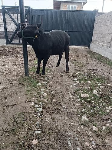 кой аштоо: Продаю | Тёлка | Ангус | Для разведения | Привязанные — 9