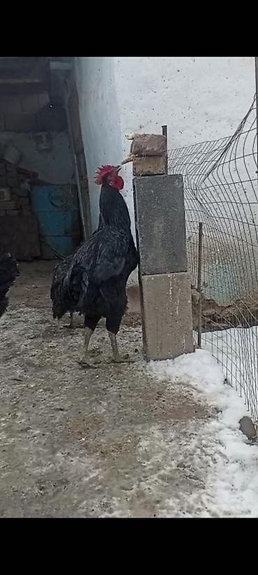 кыргыз довот ит: Сатам | Короздор | Көбөйтүү үчүн — 4