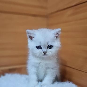 сибирская дымчатая кошка: Скотиш Страйт (Шотландская прямоухая), 2 месяца, Девочка, Серебристая шиншилла, Приучена к лотку, Проглистована — 9