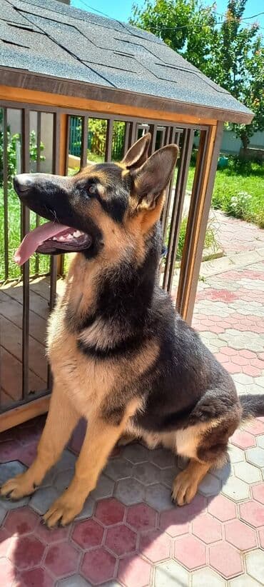 сколько стоит собака немецкий шпиц: Вязка: Восточноевропейская овчарка, Самец, 3 года, С прививкой, С родословной — 5