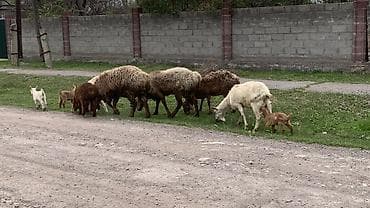 отдам щенят в добрые руки: Продаю | Овца (самка), Ягненок, Баран (самец) | Арашан | Для разведения | Матка — 2