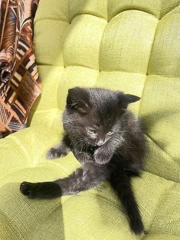мышык фото: Отдам даром котеночка мальчик возраст 1 месяц очень ласковый игривый — 3