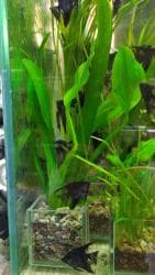 аквариумная рыбка: Аквариумные растения. Рыбки
большое разнообразие — 2