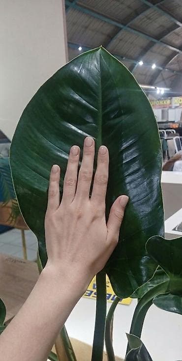 Филодендроны: Филодендрон ( IMPERIAL GREEN) крупными глянцевыми листьями в — 2