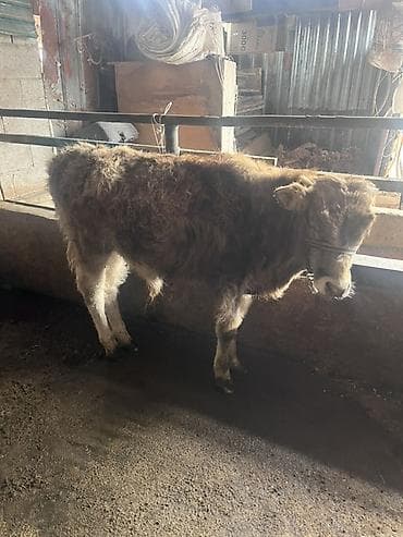 обрезки мясо: Продаю | Бык (самец) | Полукровка | На откорм | Привязанные — 1