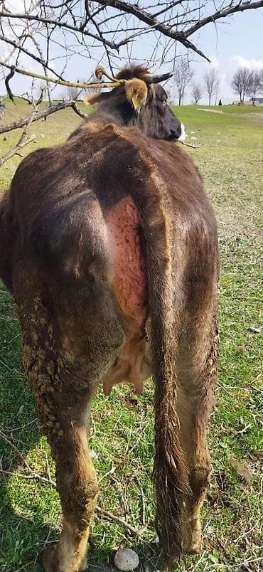 брама лаванда: Продаю | Корова (самка) | Для молока — 7
