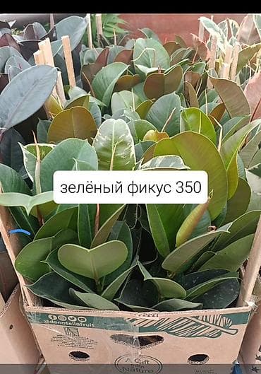 шефлера: Комнатные растения в горшках: - Шефлера — по 350. Компактные кустики — 5