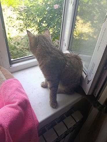 Отдам даром кошку: Кошка даром: Беспородная, Девочка, Приучена к лотку — 3