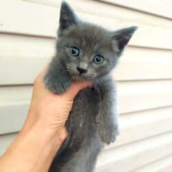 продажа вислоухих шотландских котят: Скотиш Фолд (Шотландская вислоухая), 2 месяца, Девочка, Серый, Метис — 3