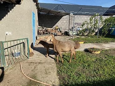 агрегат для стрижки овец: Продаю | Баран (самец) | Арашан | Для разведения — 8