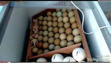 мини оборудование для производства яичных лотков: Инкубатор норма луппер бишкек сатылат жаны заводской bigfarm дукону — 2