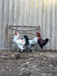 куры доминанты: Сатам | Короздор | Брама — 3