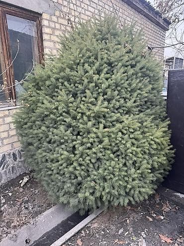 Срочно срочно.Пихта/ель декоративная, взрослое сформированное растение