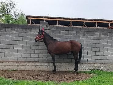 обмен на хаски: Продаю | Конь (самец) | Конный спорт — 4