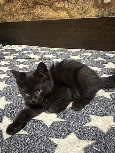 Отдадим котят в хорошие руки,приучены к лотку,игривые очень им по 2,5 lalafo.kg да Отдадим котят в хорошие руки,приучены к лотку,игривые очень им по 2,5