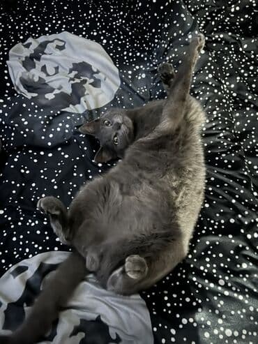 рыжий пятнистый кот купить: 1 год, Мальчик, Кастрирована, Приучена к лотку — 2