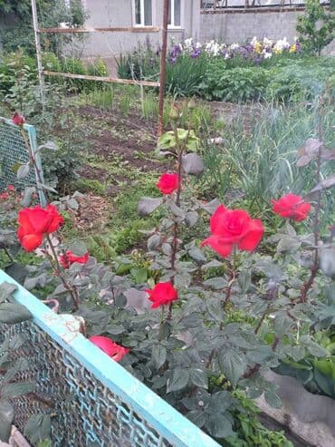 продажа домов в токмаке: Дом, 60 м², 4 комнаты, Собственник, Косметический ремонт — 13