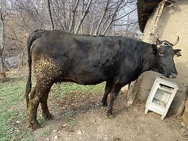 живой корм: Продаю | Корова (самка) | Для молока — 2
