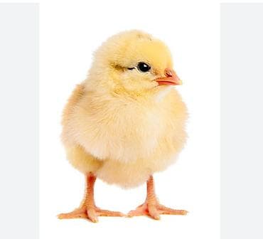 Другие животные: Продаю суточных цыплят.домашние.40сом — 1