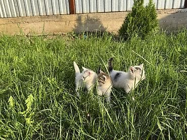 шотландский кошки: Котята, помёт из трёх малышей. Возраст: 1,5 месяца (уверенно ходят — 1