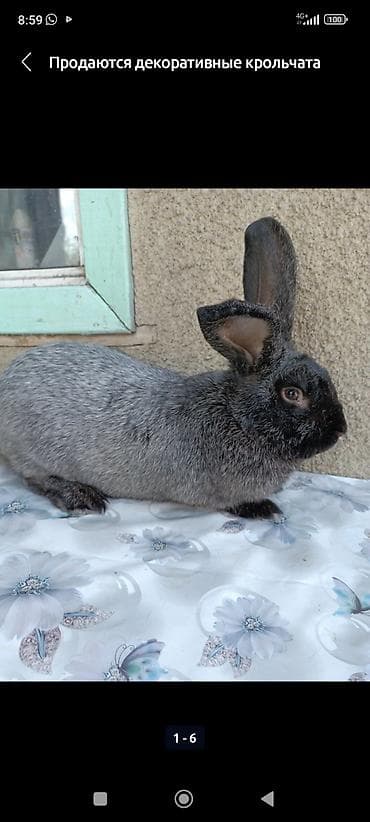 полтавский: Продаю | Крольчата | Для разведения | Племенные — 3